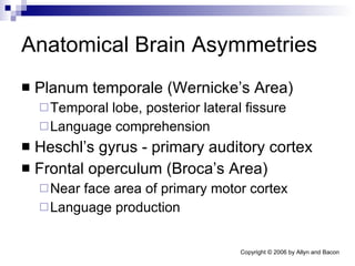 Anatomical Brain Asymmetries Planum temporale (Wernicke’s Area) Temporal lobe, posterior lateral fissure Language comprehension Heschl’s gyrus - primary auditory cortex Frontal operculum (Broca’s Area) Near face area of primary motor cortex Language production 