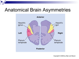 Anatomical Brain Asymmetries 