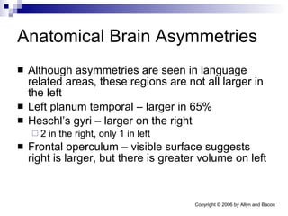 Anatomical Brain Asymmetries Although asymmetries are seen in language related areas, these regions are not all larger in the left Left planum temporal – larger in 65% Heschl’s gyri – larger on the right 2 in the right, only 1 in left Frontal operculum – visible surface suggests right is larger, but there is greater volume on left 