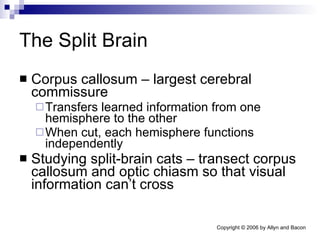 The Split Brain Corpus callosum – largest cerebral commissure Transfers learned information from one hemisphere to the other When cut, each hemisphere functions independently Studying split-brain cats – transect corpus callosum and optic chiasm so that visual information can’t cross 