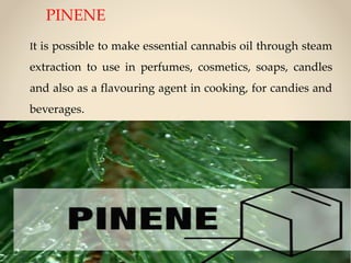 Pinene.pp.soran uni | PPTX