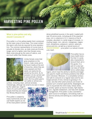 What is pine pollen and why                               dense wholefood sources in the world. Loaded with
                                                          over 20 amino acids, including all of the essential
should I consume it?
                                                          ones, rich in vitamins A, D, E, vitamins of the B
                                                          complex, abundant in a wide range of minerals, in-
Pine pollen is a fine yellow powder that is produced
                                                          cluding copper, iron, calcium, manganese, magne-
by the male cones of pine trees. The cones contain
                                                          sium, phosphorus, potassium, sodium, selenium,
the sperm cells that are required for pine reproduc-
                                                          ormus and zinc, as well as a natural source of
tion. The common representation of a pine cone is
                                                          TESTOSTERONE! - pine pollen is a natural miracle
actually its female cone, as male cones are thinner,
                                                          unto itself.
longer, and of a lighter color than female cones.
Male cones also go by the name of catkins, and
                                                                                             Pine pollen has so
are much softer than female cones.
                                                                                             many health bene-
                                                                                             fits that it is prob-
                          Unlike female cones that
                                                                                             ably impossible to
                          grow anywhere on the
                                                                                             recount them all in
                          branch, male cones are to
                                                                                             this guide. It is
                          be found mostly at the end
                                                                                             part of a very spe-
                          of branches, where they are
                                                                                             cial class of herbal
                          more exposed and their
                                                                                             tonics called adap-
                          seeds can easily be dis-
                                                          togens, which have the ability to identify and target
                          persed by the wind. As its
                                                          very specific health and fitness problems that affect
                          purpose is to be carried over
                                                          each individual. Moreover, it is completely nontoxic
                          to and pollinate a female
                                                          and safe to consume on a regular basis and for pro-
                          cone, the tiny pollen grains
                                                          longed periods of time. Similar to ginseng in its
                          can settle on almost any
                                                          scope, very few other plant products are known to
surface, including clean, vertical windows.
                                                          possess such universal applicability. Adaptogens are
Interestingly, although too small to be seen in detail
                                                          able to rejuvenate the entire body, relieve stress,
by the naked eye, magnifi-
                                                             anxiety, speed up trauma recovery, fight depres-
cation of a pine pollen grain
                                                             sion, regulate metabolism, and help with disease
reveals that they are shaped
                                                             management. Pine pollen is also a wonderful
like Mickey Mouse's head.
                                                             plant source of androgens, stimulating male en-
                                                             docrine activity and working as a natural aphro-
Pine pollen is viewed by
                                                             disiac.
many nutritionists and nat-
ural health experts as one
of the most potent nutrient-




                                                                       Brought to you by RawFoodHealthWatch.com
 