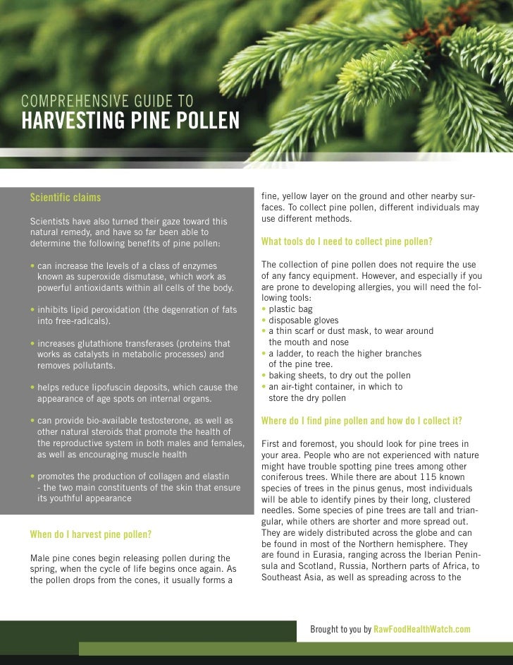 Comprehensive Guide To Harvesting Pine Pollen