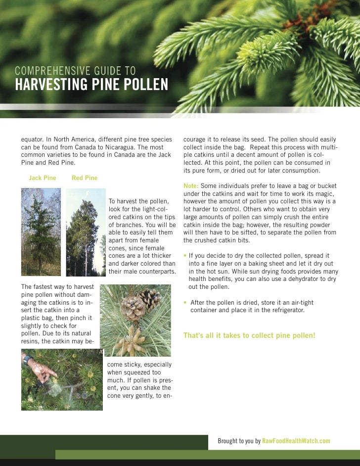 Comprehensive Guide to Harvesting Pine Pollen
