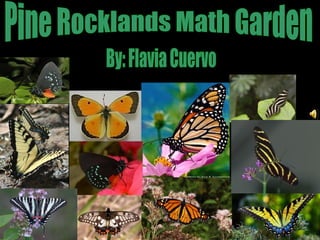 Pine Rocklands Math Garden By: Flavia Cuervo 