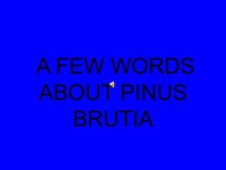 A FEW WORDS
ABOUT PINUS
BRUTIA
 