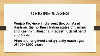 ORIGINE & AGES
• Punjab Province in the west through Azad
Kashmir, the northern Indian states of Jammu
and Kashmir, Himachal Pradesh, Uttarakhand
and Sikkim.
• Pines are long lived and typically reach ages
of 100–1,000 years
 