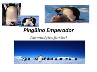 Pingüino Emperador Aptenodytesforsteri 