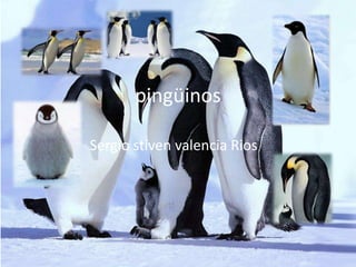 pingüinos
Sergio stiven valencia Rios
 