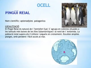 Nom científic: aptenodytes patagonica

LOCALITZACIÓ
El Pingüí Reial és natural de l´hemisferi Sud. S´agrupa en colònies situades a
les latituds més baixes de les Illes Subantàrtiques i al nord de l´Antàrtida. La
població total supera els 2 milions i segueix en creixement. Escullen àmplies
platges, amb pendent i fàcil accés al mar.
 