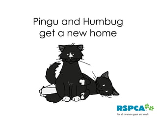 Pingu and Humbug
 get a new home
 