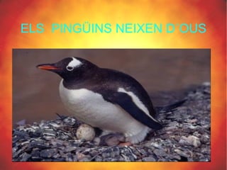 ELS PINGÜINS NEIXEN D´OUS
 