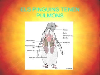 ELS PINGUINS TENEN
     PULMONS
 