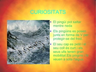 CURIOSITATS
      ●   El pingüí pot saltar
          mentre neda
      ●   Els pingüins es posen
          junts en forma de V per
          protegir-se del fred.
      ●   El seu cap es petit i el
          seu coll és curt i els
          seus ulls tenen gran
          mobilitat.Els pingins i hi
          veuen a sota l'aigua.
 