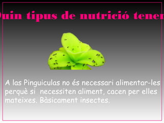Quin tipus de nutrició tenen




  A las Pinguiculas no és necessari alimentar-les
  perquè si necessiten aliment, cacen per elles
  mateixes. Bàsicament insectes.
 