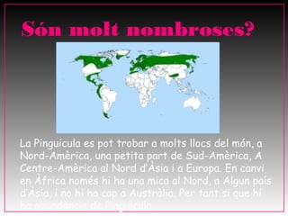 Són molt nombroses?




La Pinguicula es pot trobar a molts llocs del món, a
Nord-Amèrica, una petita part de Sud-Amèrica, A
Centre-Amèrica al Nord d’Àsia i a Europa. En canvi
en Àfrica només hi ha una mica al Nord, a Algun país
d’Àsia, i no hi ha cap a Austràlia. Per tant si que hi
ha abundància de Pinguicula.
 