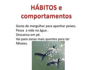 Gosta de mergulhar para apanhar peixes.
Passa a vida na água .
Descansa em pé.
Vai para zonas mais quentes para ter
filhotes.
 