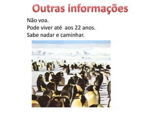 Não voa.
Pode viver até aos 22 anos.
Sabe nadar e caminhar.
 