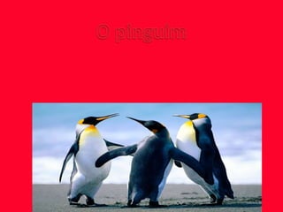 Pinguim - David