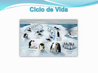 Parada Nupcial e ReproduçãoO ciclo de reprodução anual começa no início do Inverno Antárctico (Março e Abril), quando os pinguins – imperadores adultos viajam até às colónias;O pinguim começa as paradas nupciais em Março ou AbrilO macho começa a sua exibição à volta da colónia de pé, colocando a cabeça sobre o peito e depois emite um chamamento
