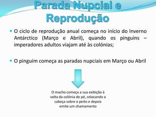 Parada Nupcial e ReproduçãoEncontrando a sua parceira, apresentam-se face a face, e um deles estende a cabeça e o pescoço e o outro imita-o;Passeiam pela colónia juntos;Em Maio ou início de Junho o pinguim fêmea faz a postura do seu ovotem cerca de 460-470g, forma semelhante a uma pêra, cor branca esverdeada pálida mede entre 12×8cm