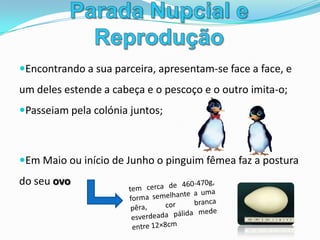 Parada Nupcial e ReproduçãoA fêmea transfere o ovo com muito cuidado, para a bolsa de pele do macho, até que esta vai alimentar-se ao mar, durante 2meses (60dias)Se  o ovo cair, a cria é afectada, porque o ovo não consegue suportar as baixas temperaturas do terrenoO macho choca o ovo, balançando-o com as patas, até que a cria pique o ovo;