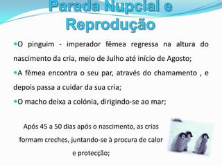 Parada Nupcial e ReproduçãoDurante este tempo, ambos os progenitores alimentam-se no mar e regressam várias vezes para alimentar as suas crias;Desde do início de Novembro, as crias começam a ganhar a plumagem de adulto, processo que pode demorar 2 meses;Dezembro e Janeiro, as crias regressam ao mar, passando o resto do Verão a alimentar-se.