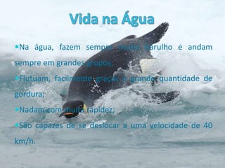 CuriosidadesA sua população estima em 440 mil;Os pinguins – imperadores machos são uns dos poucos animais que passam o Inverno na Antárctica;Pescam em profundidade até aos 250 metros.Pode ficar submerso cerca de 20 minutos semrespirar.O macho passa a maior parte do tempo a dormir,Quando choca o ovo, para poupar energia.