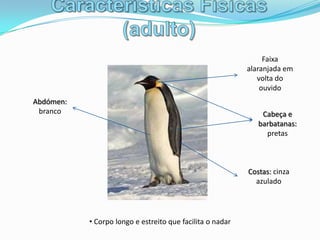 Características Físicas (adulto)Faixa alaranjada em volta do ouvidoAbdómen: brancoCabeça e barbatanas: pretasCostas: cinza azuladoCorpo longo e estreito que facilita o nadarCaracterísticas Físicas (cria)Cabeça pretaBico pretoPlumagem cinzento prateadoAs crias pesam cerca de 315g após o nascimento e alcançam 50% do peso de um adulto na altura que deixam os progenitores