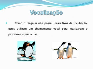 Adaptações ao frioO pinguim - imperador é a espécie de ave que se produz no ambiente mais frio.As temperaturas do ar podem chegar aos 40ºC negativos, e a velocidade do vento pode atingir os 144Km/h.A temperatura da água é de 1,8ºC negativos, muito inferior à temperatura média corporal do pinguim – imperador.Os músculos permitem que as penas permaneçam direitas quando as aves estão em terra, reduzindo a perda de calor.A plumagem ajusta-se à pele quando o pinguim – imperador está na água, provocando uma impermeabilização da pele e da camada de plumagem.