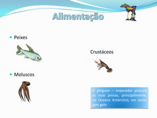 PredadoresFoca - leopardoOrcaTubarão