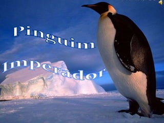 Pinguim Imperador 