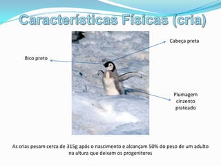 Vocalização,[object Object],Como o pinguim não possui locais fixos de incubação, estes utilizam um chamamento vocal para localizarem o parceiro e as suas crias.,[object Object]