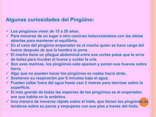“Pingui el Pingüino”	Había una vez un pequeño pingüinito llamado Pingui, este era tan flojo pero tan flojo que no sabia caminar, su madre le decía: “hijo todos los pingüinos de tu edad estan afuera disfrutando del hielo, por que no intentas caminar, estoy segura que tu puedes hacerlo”, Pingui solo escuchaba a su madre y no le hacia caso, un día Pingui escuchaba las risas de los pingüinos de su misma edad, este se puso muy triste ya que nunca había jugado con nadie, Pingui quedo pensando las palabras de su madre y decidió intentar caminar, lo intento una vez…dos veces… tres veces… y no pudo ya que había tanto hielo que se resbalaba y no estaba acostumbrado a el, decidió intentarlo la ultima vez, puso todas sus ganas y lo logro, su madre lo observaba escondida detrás de un gran hielo, esta se puso muy orgullosa. La madre de Pingui fue a avisarles a los demás niños que jugaban afuera y estos fueron a buscar a Pingui para jugar, este estaba muy feliz, ya que por fin podría jugar con pingüinos de su misma edad.                                             Y colorín colorado el pingüino ha jugado.