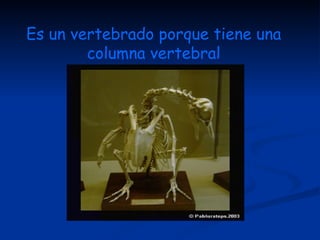 Es un vertebrado porque tiene una columna vertebral 