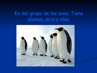 Es del grupo de las aves. Tiene plumas, pico y alas. 