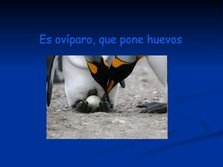 Es ovíparo, que pone huevos 