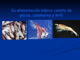 Su alimentación básica consta de peces, calamares y krill 