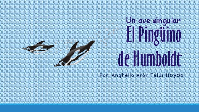 Pinguino de humboldt | PPT