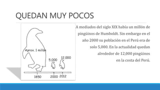 Pinguino de humboldt | PPT