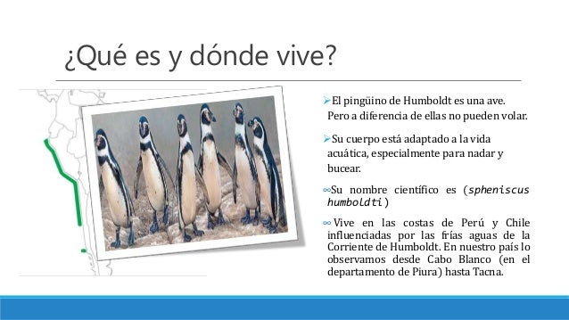 Pinguino de humboldt
