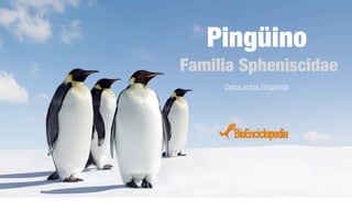 Pingüino
Familia Spheniscidae
Datos sobre Pingüinos
 