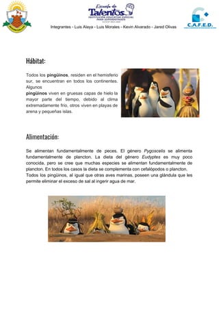 Integrantes - Luis Alaya - Luis Morales - Kevin Alvarado - Jared Olivas
 
 
 
Hábitat: 
Todos los ​pingüinos​, residen en el hemisferio
sur, se encuentran en todos los continentes.
Algunos
pingüinos viven en gruesas capas de hielo la
mayor parte del tiempo, debido al clima
extremadamente frío, otros viven en playas de
arena y pequeñas islas.
Alimentación: 
Se alimentan fundamentalmente de peces. El género ​Pygoscelis se alimenta
fundamentalmente de ​plancton​. La dieta del género ​Eudyptes es muy poco
conocida, pero se cree que muchas especies se alimentan fundamentalmente de
plancton. En todos los casos la dieta se complementa con ​cefalópodos​ o plancton.
Todos los pingüinos, al igual que otras aves marinas, poseen una glándula que les
permite eliminar el exceso de sal al ingerir agua de mar.
 