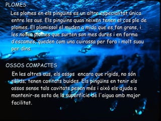 PLOMESPLOMES
Les plomes en els pingüins es un altre especialitat únicaLes plomes en els pingüins es un altre especialitat única
entre les aus. Els pingüins quan neixen tenen el cos ple deentre les aus. Els pingüins quan neixen tenen el cos ple de
plomes. El plomissol el muden a mida que es fan grans, iplomes. El plomissol el muden a mida que es fan grans, i
les noves plomes que surten son mes dures i en formales noves plomes que surten son mes dures i en forma
dd’’escames, queden com una cuirassa per fora i molt suauescames, queden com una cuirassa per fora i molt suau
per dins.per dins.
OSSOS COMPACTESOSSOS COMPACTES
En les altres aus, els ossos encara que rígids, no sónEn les altres aus, els ossos encara que rígids, no són
sòlids; tenen cavitats buides. Els pingüins en tenir elssòlids; tenen cavitats buides. Els pingüins en tenir els
ossos sense tals cavitats pesen més i això els ajuda aossos sense tals cavitats pesen més i això els ajuda a
mantenir-se sota de la superfície de l'aigua amb majormantenir-se sota de la superfície de l'aigua amb major
facilitat.facilitat.
 
