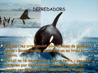 DEPREDDEPREDAADORSDORS
 Els ous i les criEls ous i les criees sovint són víctimes de gavines,s sovint són víctimes de gavines,
serps i llangardaixos, depenent on es trobi laserps i llangardaixos, depenent on es trobi la
colònia.colònia.
 L’adult no té depredadors sobre terra, i per aixòL’adult no té depredadors sobre terra, i per això
no tenen por dels humans. Dins de l’aigua sno tenen por dels humans. Dins de l’aigua sóónn
caçats per lleopards marins, taurons i orcaçats per lleopards marins, taurons i orquesques..
 