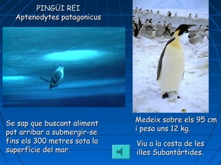 Medeix sobre els 95 cmMedeix sobre els 95 cm
i pesa uns 12 kg.i pesa uns 12 kg.
Viu a la costa de lesViu a la costa de les
illes Subantàrtides.illes Subantàrtides.
Se sap que buscant alimentSe sap que buscant aliment
pot arribar a submergir-sepot arribar a submergir-se
fins els 300 metres sota lafins els 300 metres sota la
superfíciesuperfície del mar.del mar.
PINGÜI REIPINGÜI REI
Aptenodytes patagonicusAptenodytes patagonicus
 