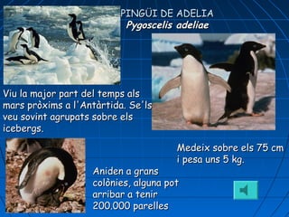 Medeix sobre els 75 cmMedeix sobre els 75 cm
i pesa uns 5 kg.i pesa uns 5 kg.
Viu la major part del temps alsViu la major part del temps als
mars pròxims a l'Antàrtida. Se'lsmars pròxims a l'Antàrtida. Se'ls
veu sovint agrupats sobre elsveu sovint agrupats sobre els
icebergs.icebergs.
Aniden a gransAniden a grans
colònies, alguna potcolònies, alguna pot
arribar a tenirarribar a tenir
200.000 parelles200.000 parelles
PINGÜI DE ADELIAPINGÜI DE ADELIA
Pygoscelis adeliaePygoscelis adeliae
 