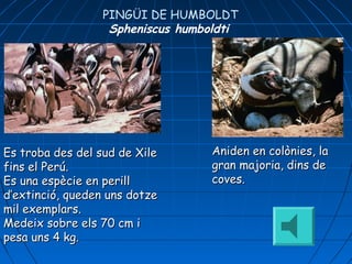 Es troba desEs troba des del sud dedel sud de XXileile
fins el Perú.fins el Perú.
Es una espècie en perillEs una espècie en perill
d’extinció, queden uns dotzed’extinció, queden uns dotze
mil exemplars.mil exemplars.
Medeix sobre els 70 cm iMedeix sobre els 70 cm i
pesa uns 4 kg.pesa uns 4 kg.
Aniden en colònies, laAniden en colònies, la
gran majoria, dins degran majoria, dins de
coves.coves.
PINGÜI DE HUMBOLDT
Spheniscus humboldti
 
