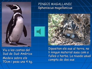 Viu a les costes delViu a les costes del
Sud de Sud-Sud de Sud-AAmmèèricricaa
Medeix sobre elsMedeix sobre els
70cm i pesa uns 4 kg.70cm i pesa uns 4 kg.
Dipositen els ous al terra, noDipositen els ous al terra, no
li ningun material suau com ali ningun material suau com a
fulles o herba. La niuada usualfulles o herba. La niuada usual
compta de dos ouscompta de dos ous
PINGÜI MAGALLANICPINGÜI MAGALLANIC
Spheniscus magellanicusSpheniscus magellanicus
 