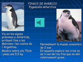 Medeix sobre els 75cmMedeix sobre els 75cm
i pesa uns 5,5 kgi pesa uns 5,5 kg
Normalment la niuada consisteixNormalment la niuada consisteix
de 2 ousde 2 ous ..
Viu en les aigüesViu en les aigües
pròximes a Antártipròximes a Antártidda,a,
arribant fins a lesarribant fins a les
MalvinMalvinees i les costes des i les costes de
l'Argentina.l'Argentina.
En aquesta espècie les cries noEn aquesta espècie les cries no
se'n van del niu fins que no sónse'n van del niu fins que no són
relativament grans .relativament grans .
PINGÜI DE BARBIJOPINGÜI DE BARBIJO
Pygoscelis antarcticaPygoscelis antarctica
 